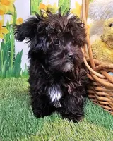 Spencer, a male Maltese and Poodle - Toy  for sale in Penrose, CO – Photo 5 of 10
