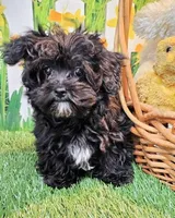 Spencer, a male Maltese and Poodle - Toy  for sale in Penrose, CO – Photo 1 of 10