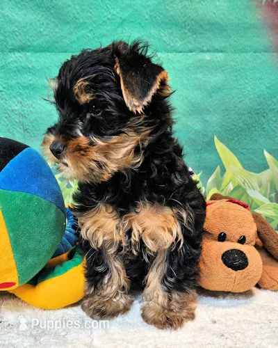 Fraiser – Yorkshire Terrier puppy for sale in Penrose, CO