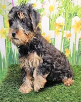 Fraiser, a male Yorkshire Terrier for sale in Penrose, CO – 8 of 8