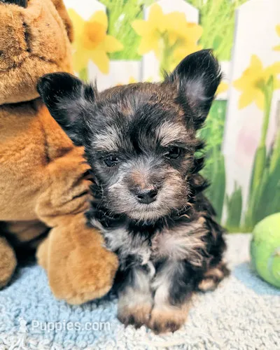 Morkie puppy Beautiful colors Moppy – Poodle - Toy , Morkie puppy for sale in Penrose, CO