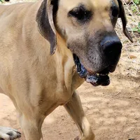 Viggo, a male Great Dane for sale in Penrose, CO – Photo 1 of 5