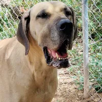 Viggo, a male Great Dane for sale in Penrose, CO – Photo 4 of 5