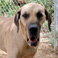 Viggo, a male Great Dane for sale in Penrose, CO – Photo 5 of 5