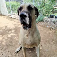 Viggo, a male Great Dane for sale in Penrose, CO – Photo 2 of 5