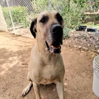 Viggo, a male Great Dane for sale in Penrose, CO – Photo 3 of 5