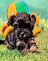 Flora, a female Yorkipoo for sale in Penrose, CO – 10 of 10