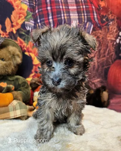 Oliver Olivia  – Maltese, Yorkshire Terrier puppy for sale in Penrose, CO