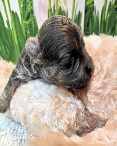 Morkie puppy Beautiful colors Moppy – Poodle - Toy , Morkie puppy for sale in Penrose, CO