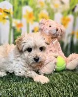 Sawyer, a male Havanese and Maltese for sale in Penrose, CO – 5 of 6