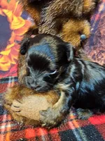 Yorkipoo baby!, a female Yorkshire Terrier and Poodle - Toy  for sale in Penrose, CO – 7 of 10