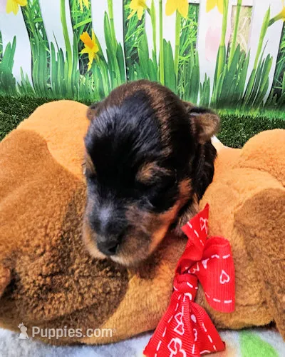 Farley – Yorkshire Terrier puppy for sale in Penrose, CO