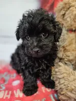Jalen, a male Yorkipoo and Yorkshire Terrier for sale in Penrose, CO – Photo 6 of 10
