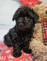 Jalen, a male Yorkipoo and Yorkshire Terrier for sale in Penrose, CO – Photo 1 of 10