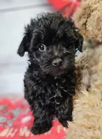 Jalen, a male Yorkipoo and Yorkshire Terrier for sale in Penrose, CO – Photo 7 of 10
