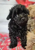 Jalen, a male Yorkipoo and Yorkshire Terrier for sale in Penrose, CO – Photo 3 of 10