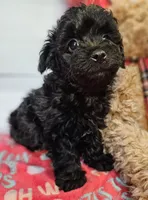 Jalen, a male Yorkipoo and Yorkshire Terrier for sale in Penrose, CO – Photo 5 of 10
