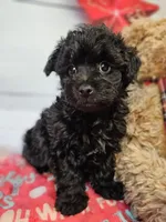 Jalen, a male Yorkipoo and Yorkshire Terrier for sale in Penrose, CO – Photo 4 of 10