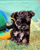 Felix, a male Yorkipoo and Yorkshire Terrier for sale in Penrose, CO – 5 of 10