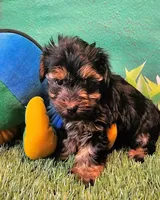 Jefferson, a male Yorkshire Terrier and Morkie for sale in Penrose, CO – 8 of 10
