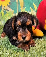 Farley, a male Yorkshire Terrier for sale in Penrose, CO – 10 of 10