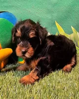 Fraiser, a male Yorkshire Terrier for sale in Penrose, CO – 3 of 10