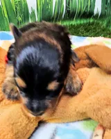 Felisha, a female Yorkshire Terrier for sale in Penrose, CO – 4 of 8