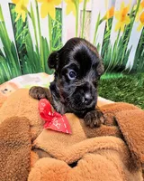 Farrah, a female Yorkshire Terrier and Poodle - Toy  for sale in Penrose, CO – 1 of 10