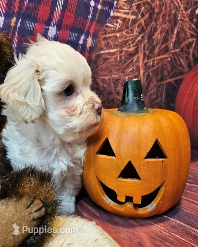 Brooks – Maltipoo, Maltese puppy for sale in Penrose, CO