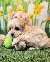 Sawyer, a male Havanese and Maltese for sale in Penrose, CO – 4 of 6