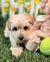 Sawyer, a male Havanese and Maltese for sale in Penrose, CO – 6 of 6