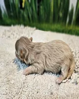 Beauregard, a male Maltese and Poodle - Toy  for sale in Penrose, CO – Photo 3 of 4