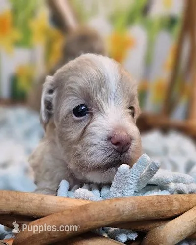 Beauregard – Maltese, Poodle - Toy  puppy for sale in Penrose, CO
