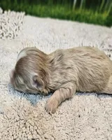 Beauregard, a male Maltese and Poodle - Toy  for sale in Penrose, CO – Photo 4 of 4
