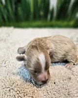 Beauregard, a male Maltese and Poodle - Toy  for sale in Penrose, CO – Photo 1 of 4