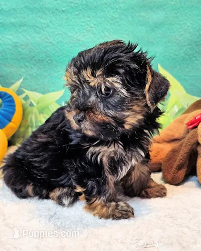 Jefferson – Yorkshire Terrier, Morkie puppy for sale in Penrose, CO