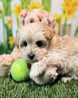 Sawyer, a male Havanese and Maltese for sale in Penrose, CO – 3 of 6