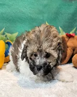 Lil Peanut, a male Maltese and Poodle - Toy  for sale in Penrose, CO – 4 of 9
