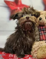 Odie, a male Maltese and Poodle - Toy  for sale in Penrose, CO – Photo 1 of 10