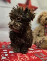 Odie, a male Maltese and Poodle - Toy  for sale in Penrose, CO – Photo 2 of 10