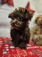 Odie, a male Maltese and Poodle - Toy  for sale in Penrose, CO – Photo 3 of 10