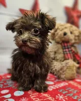 Odie, a male Maltese and Poodle - Toy  for sale in Penrose, CO – Photo 7 of 10