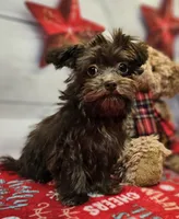 Odie, a male Maltese and Poodle - Toy  for sale in Penrose, CO – Photo 6 of 10