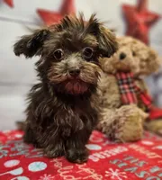Odie, a male Maltese and Poodle - Toy  for sale in Penrose, CO – Photo 4 of 10
