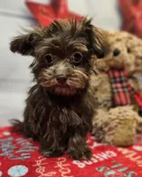 Odie, a male Maltese and Poodle - Toy  for sale in Penrose, CO – Photo 5 of 10