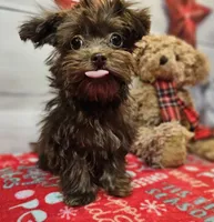Odie, a male Maltese and Poodle - Toy  for sale in Penrose, CO – Photo 9 of 10