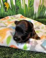 Felicity, a female Yorkipoo and Yorkshire Terrier for sale in Penrose, CO – 6 of 10