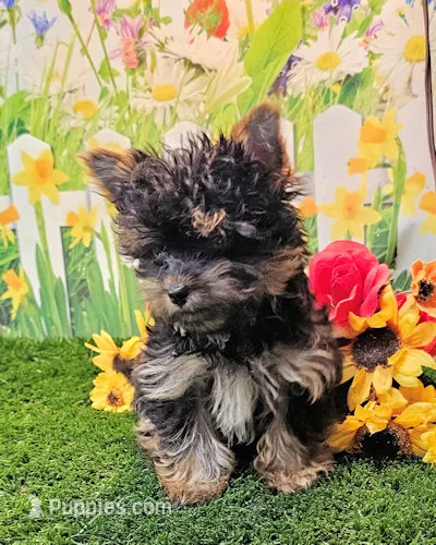 Felix – Yorkipoo, Yorkshire Terrier puppy for sale in Penrose, CO