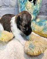 Lil Peanut, a male Maltese and Poodle - Toy  for sale in Penrose, CO – 7 of 10