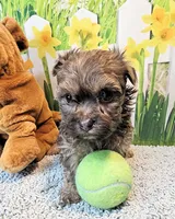 Oliver, a male Maltese and Morkie for sale in Penrose, CO – 3 of 6
